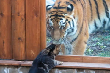 Perfect companions: Tiger befriends cat at Russian zoo
