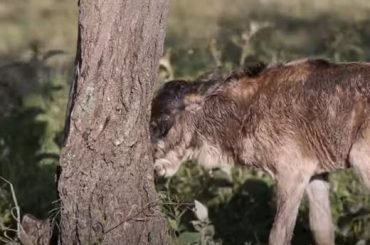 bark up the wrong tree 잘못 짚다