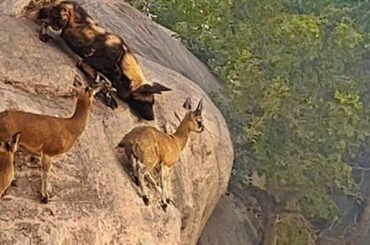 Wild Dogs Hunt Antelope