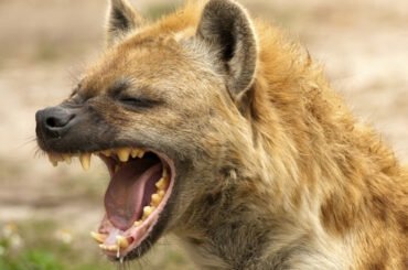 call the shots 명령하다